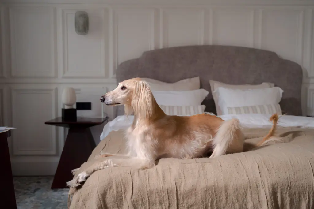 Travelling or Relocating to Portugal With Your Dog